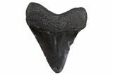 Juvenile Megalodon Tooth - South Carolina #306235-1